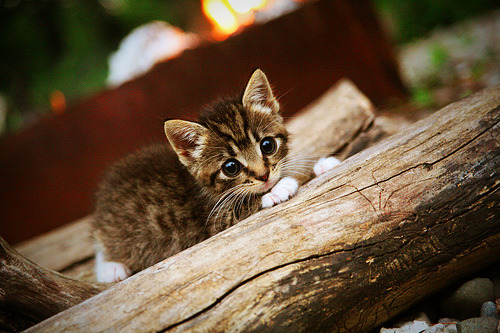 比赛总结：王强三分锁定胜局，成为全场MVP！，王强的视频