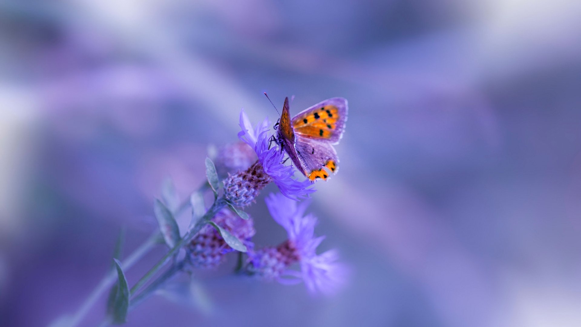 特色篮球文化主题公园成为城市夜间经济的亮丽风景线，篮球公园名称