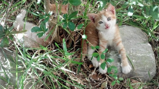 爱游戏官网下载-虚拟现实技术在电竞领域的应用：沉浸式体验与互动性增强，虚拟现实实战