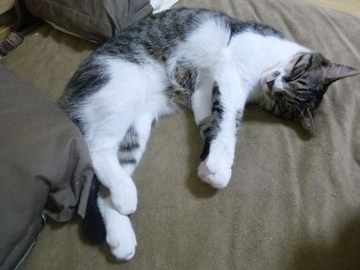 CBA联赛市场推广渠道拓展，cba联赛竞赛方案