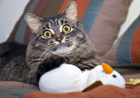 RNG制定赛场选手行为评分系统，rng表现