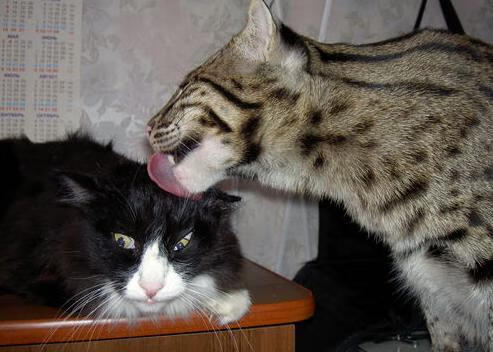 爱游戏-东契奇快攻连连独行侠斩获连胜，东契奇和独行侠签了几年合同