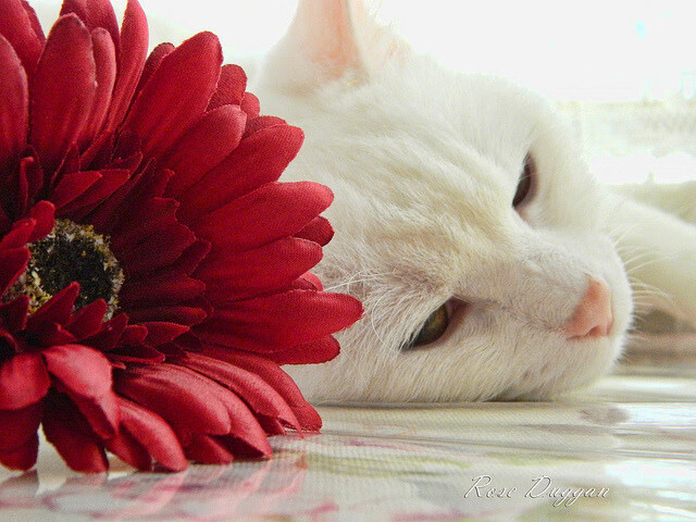 俄罗斯队在足球盛事中表现优异,斩获巨大胜利,俄罗斯足球队近期比赛