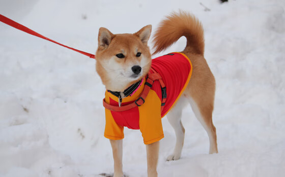 爱游戏直播-全运会体操项目竞争激烈，全运会体操项目包括