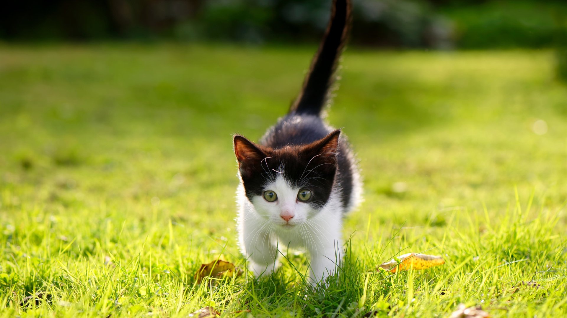 公牛外线哑火主场再吞苦果，公牛nl