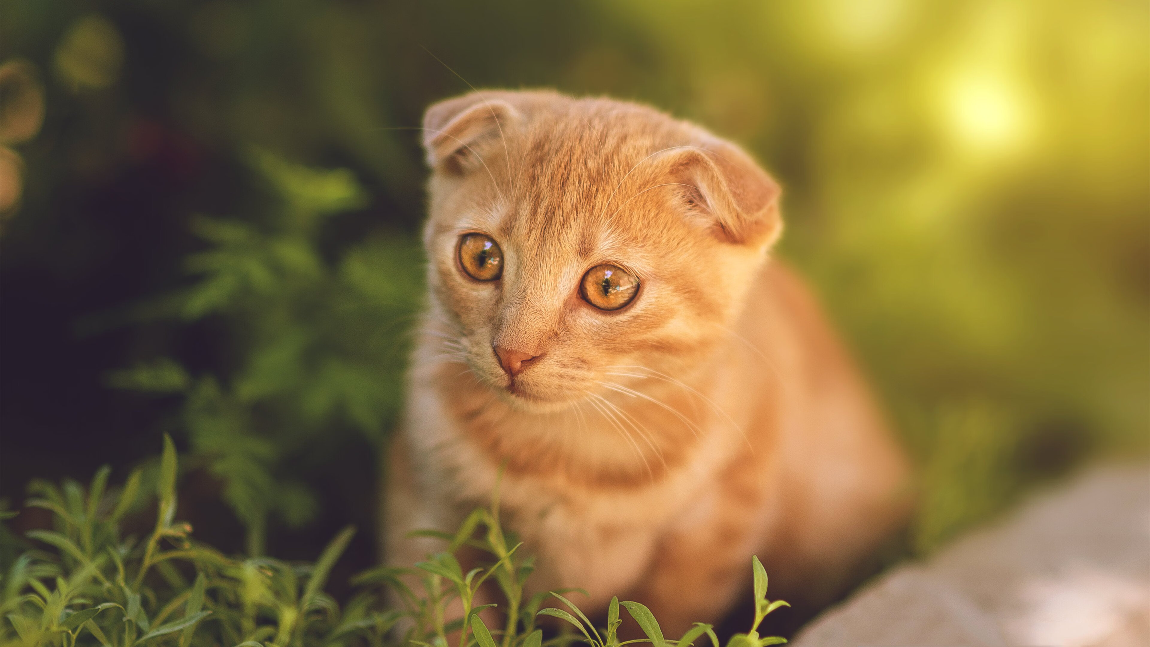 克罗托内-不敌那不勒斯，战绩一落千丈，克罗托内近期战绩