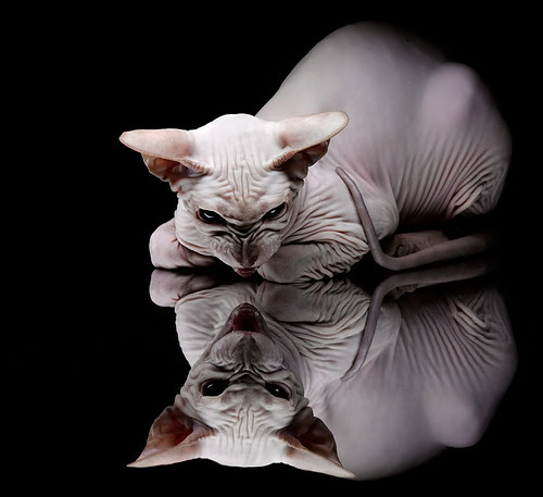 呼啸之城取胜，为了英超联赛排名前进而战，英超宣传片主题曲fire