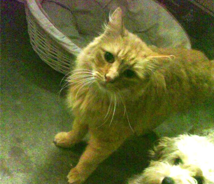 新赛季比赛纷呈新亮点，呈现全新风采，新赛季第一场比赛叫什么