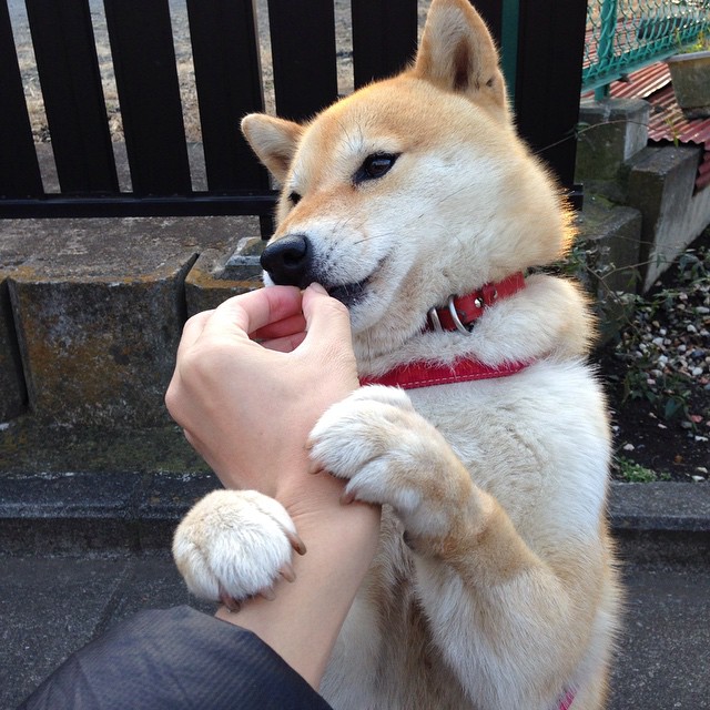 德甲球队高强度对抗中体能消耗与技术失误关联，德甲的水平