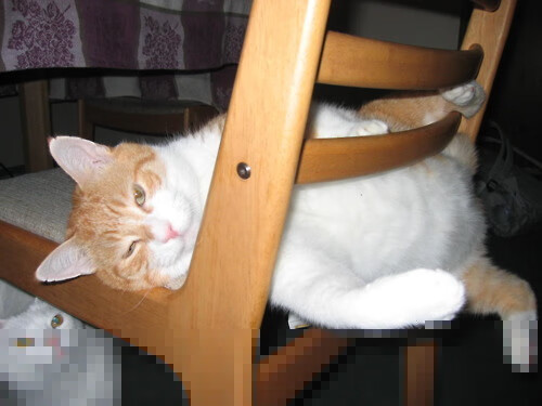 体育新闻中心与高校建立战略合作关系，体育新闻专题报道